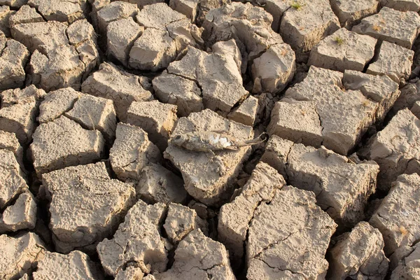 Terre Fissurée Poissons Morts Sur Sol Chaud Sec — Photo