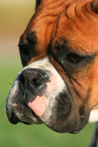 Porträt Eines Boxerwelpen Freien Einem Park — Stockfoto