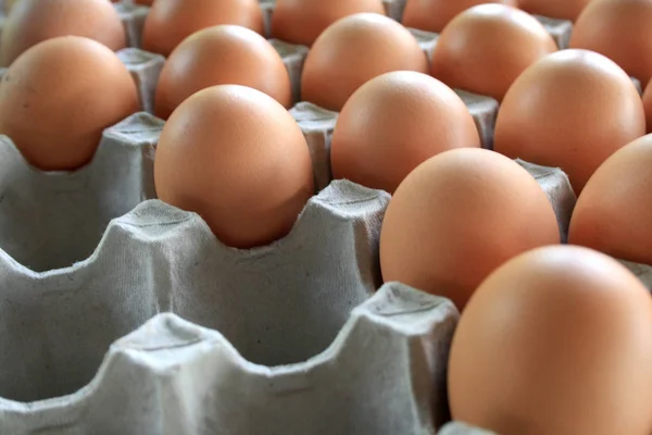 Куриные Яйца Лотке — стоковое фото