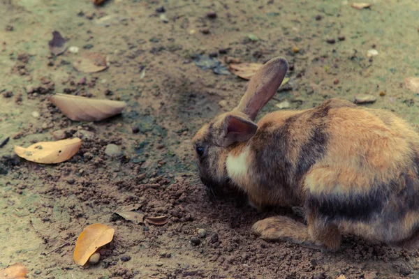 Küçük Tavşan Eğlenceli Için Mutlu — Stok fotoğraf