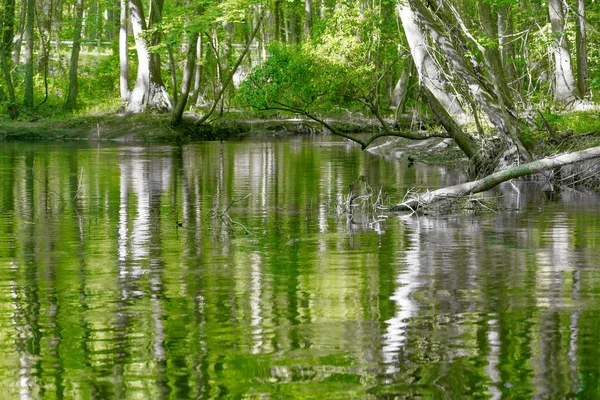 Bosque Cipreses Pantano Del Parque Nacional Congaree Carolina Del Sur — Foto de Stock