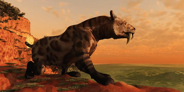 Ένα Smilodon Cat Από Τους Προϊστορικούς Χρόνους Είναι Στο Κυνήγι — Φωτογραφία Αρχείου