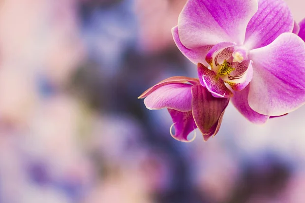 Orquídea Rosa Bonita Phalaenopsis — Fotografia de Stock