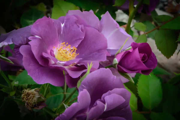 Purple Rose Macro Closeup Com Pétalas Pistilos Desvanecendo Para Preto — Fotografia de Stock