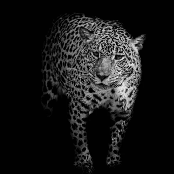 Fekete Fehér Jaguar Portré Közelről — Stock Fotó
