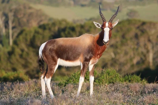 Szép Bontebok Antilop Nagy Szemmel Szájban — Stock Fotó