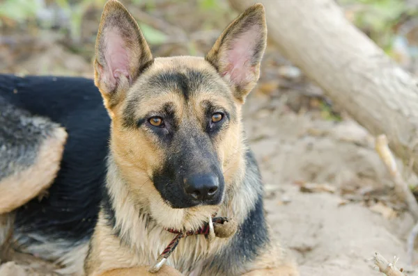 Portrait Adult Dog Mestizo Yard German Shepherd — Stock Photo, Image