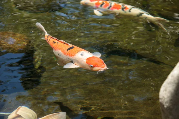 Koi Fische Cyprinus Carpio Haematopterus Fressen Einem Koi Teich Japan — Stockfoto