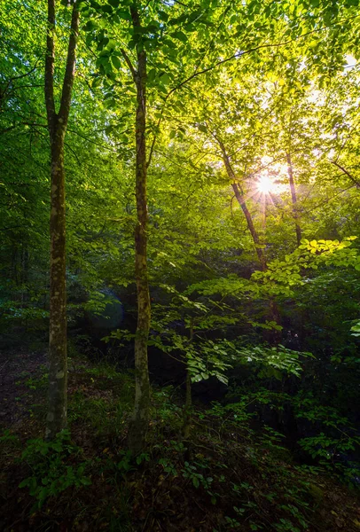 Літній Ліс Вранці Красивий Фон Природи Сонцем Вибухнув Серед Гілок — стокове фото