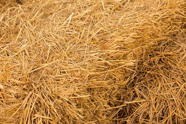 Pilhas Palha Detalhe Palha Empilhada Para Alimentação Animal — Fotografia de Stock