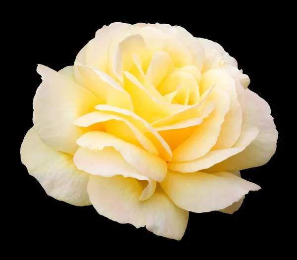 Verano Floreciente Rosa Floribunda Amarilla Llamada Variedad Boda Oro Aislamiento — Foto de Stock