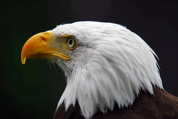 Dua Görkemli Bir Amerikan Kel Kartal Kuş Portresi — Stok fotoğraf