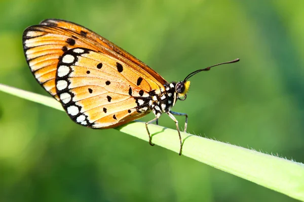 Pillangó Nyugszik Levél — Stock Fotó