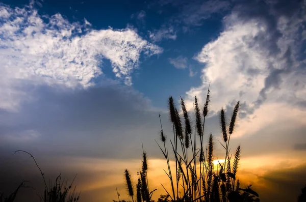 Erba Coda Volpe Sera Nel Concetto Natura — Foto Stock