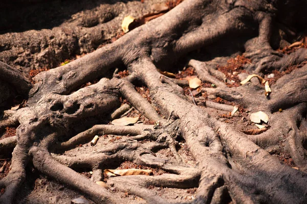 Root Tree Roots Tree Were Long Time — Stock Photo, Image