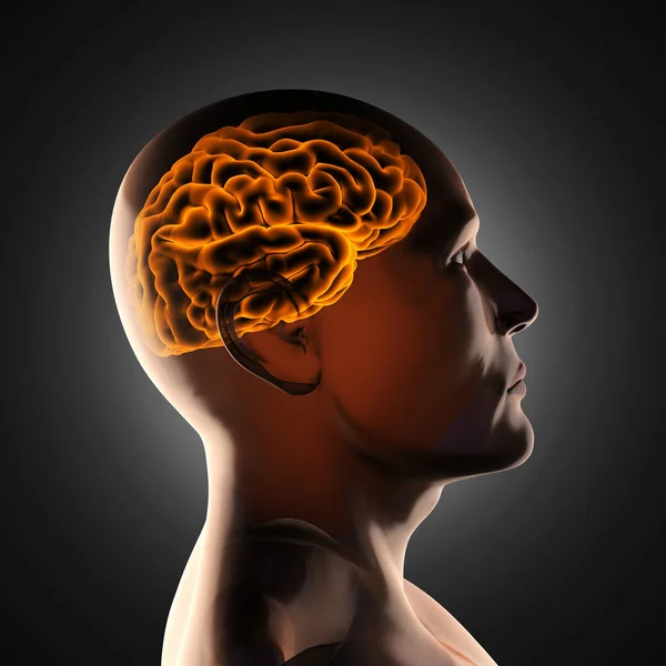 Ανθρώπινος Εγκέφαλος Ακτινογραφία Σάρωσης — Φωτογραφία Αρχείου