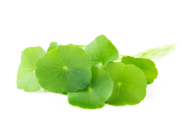 Folhas Gotu Kola Sobre Fundo Branco — Fotografia de Stock