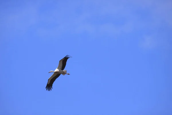 Cigüeña Grande Volando Cielo Azul — Foto de Stock