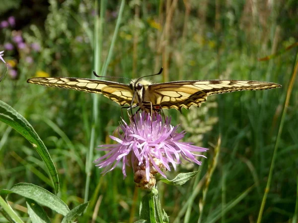 Swallowtail Pillangó Virág Területen — Stock Fotó