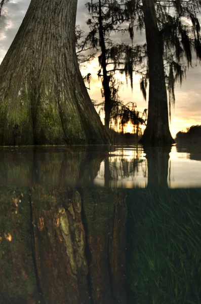 浸水した池に生えている木の下で 太陽が背景に沈む — ストック写真