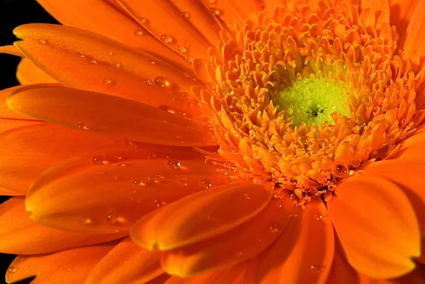 Nahaufnahme Von Ziemlich Orangefarbener Gerbera — Stockfoto