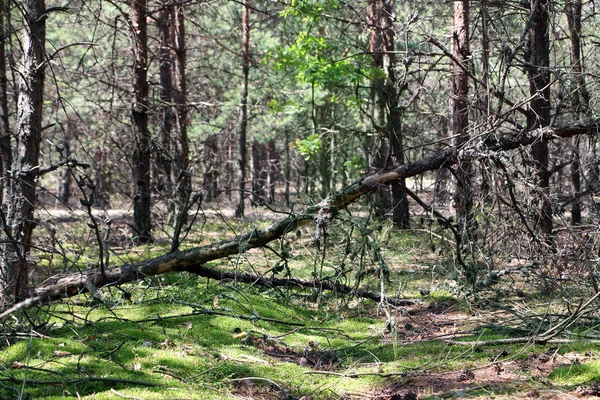 Umgestürzte Trockene Kiefern Wald Baum Liegt Mooswald Natur Pflanzen Tapete — Stockfoto