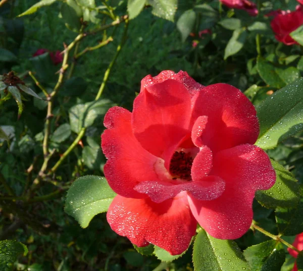 Uma Rosa Vermelha Coberta Com Orvalho Manhã — Fotografia de Stock