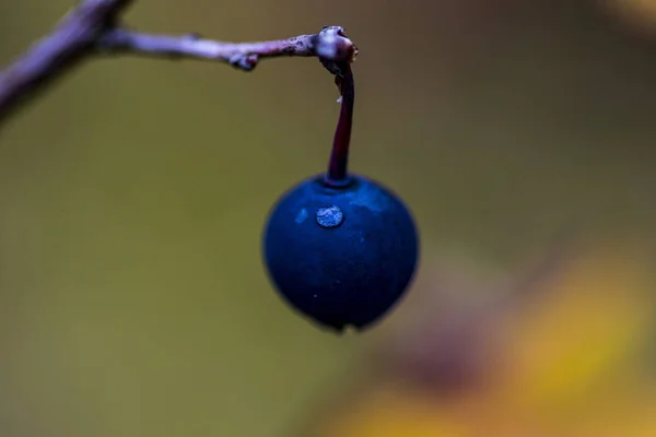 Blue Berry Tree Branch — Stock Photo, Image