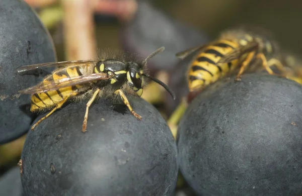 Detail Wasp Looking Food Grape — Stock Photo, Image