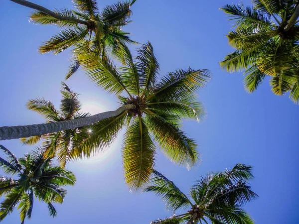 Listy Kokosových Palem Proti Slunci — Stock fotografie