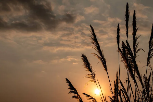 Květ Cukrové Třtiny Východ Slunce Krásná Modrá Obloha Mraky Dne — Stock fotografie