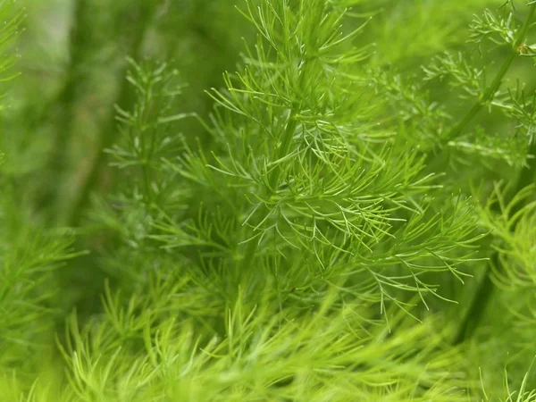 Fechar Ervas Daninhas Verdes — Fotografia de Stock