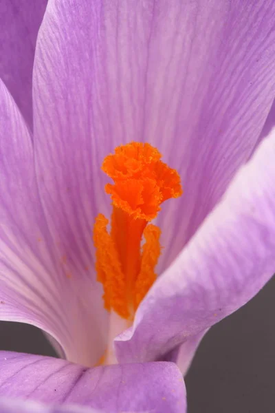 Fleur Crocus Beau Fond Floral — Photo