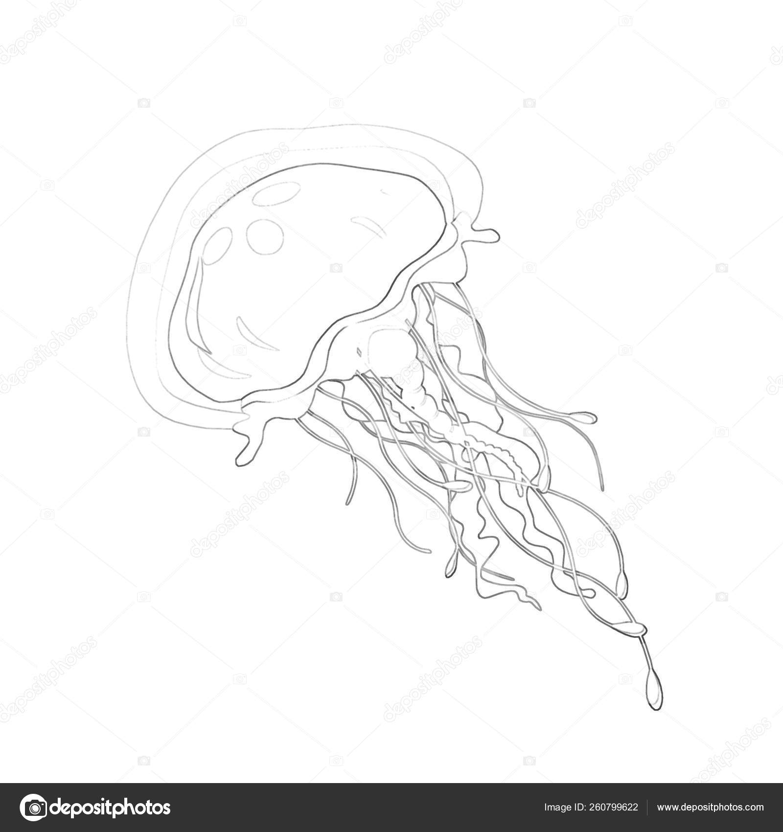 Illustration Coloring Book Series Jellyfish Soft Thin Line Print Bring Stock Photo C Yayimages 260799622