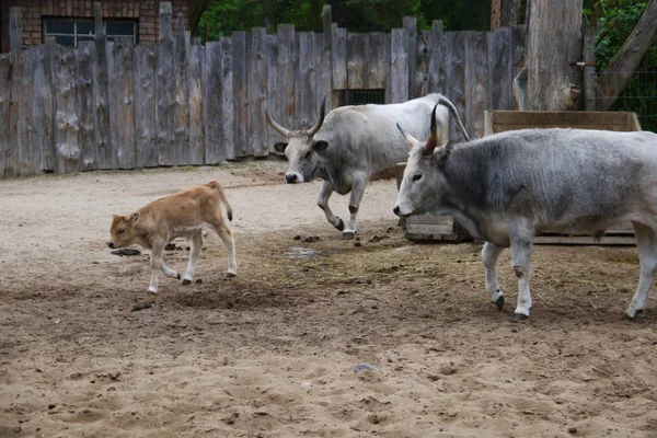 Bruin Kalf Met Zijn Moeder Koe Een Melkveebedrijf — Stockfoto