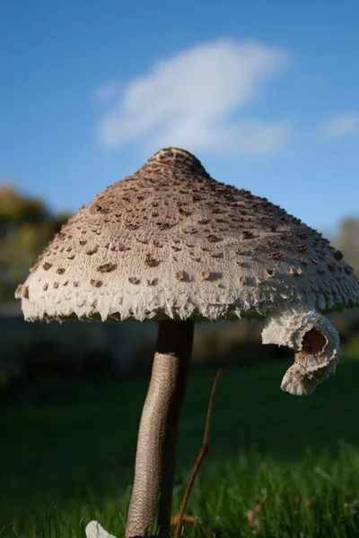 Eine Nahaufnahme Eines Riesigen Pilzes Einem Schlosspark — Stockfoto
