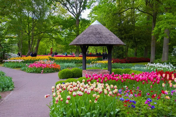 与色彩艳丽的郁金香 在利瑟在荷兰库肯霍夫公园 — 图库照片