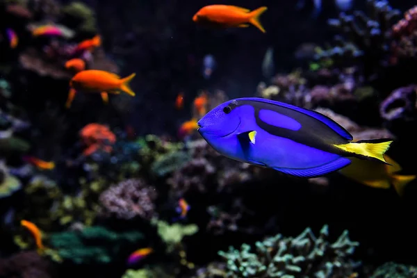 新加坡的水族馆鱼 — 图库照片