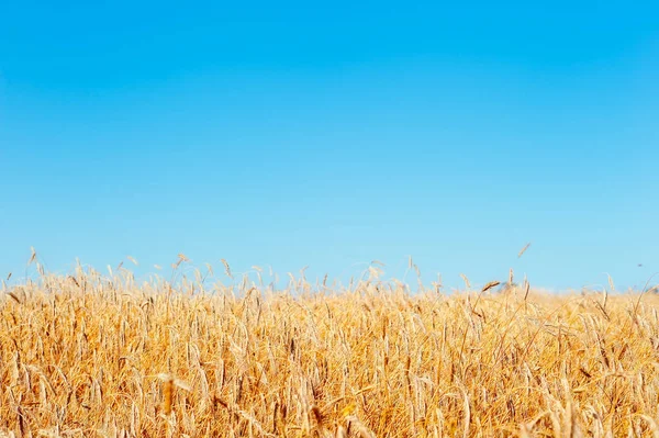 Pradera Amarilla Con Trigo Cielo Azul — Foto de Stock