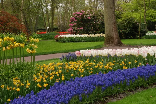 Élénk Tulipánmezők Hollandiában Tavasszal — Stock Fotó