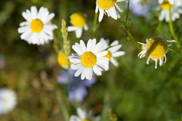 Квіти Білі Ромашки Зеленому Тлі — стокове фото