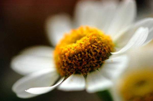 Primer Plano Una Hermosa Flor —  Fotos de Stock