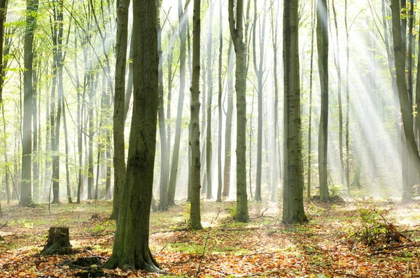 Höst Gryning Magisk Skog Polen — Stockfoto