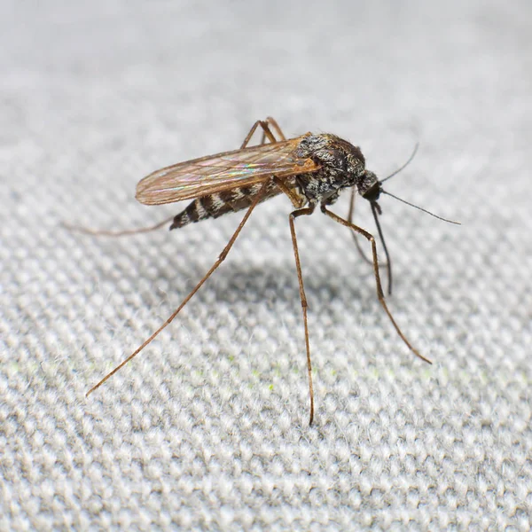 Mosquito Tratando Picar Través Asunto — Foto de Stock