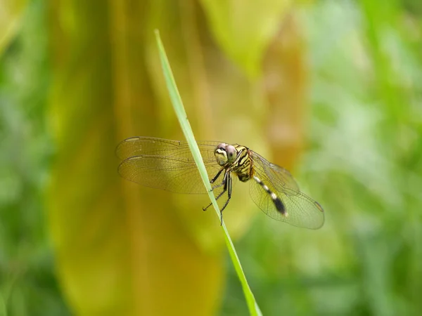 Odonata Tailandesa Libélulas Lctinogomphus Decoratus —  Fotos de Stock