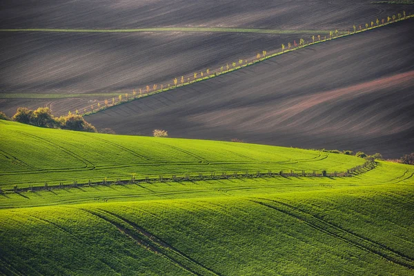 Sonnenuntergangslinien Und Wellen Mit Bäumen Frühling Südmähren Tschechische Republik — Stockfoto