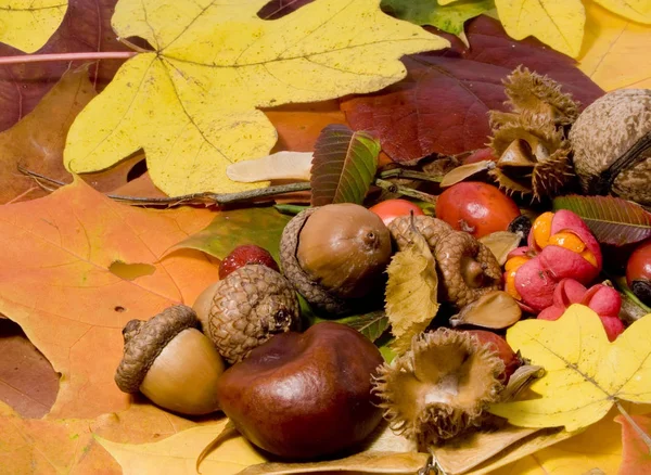 Herfst Stilleven Kleurrijke Bladeren Andere Herfst Spullen — Stockfoto