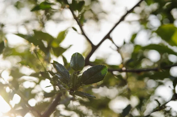 Folhas Cereja Pássaro Verde Fresco — Fotografia de Stock