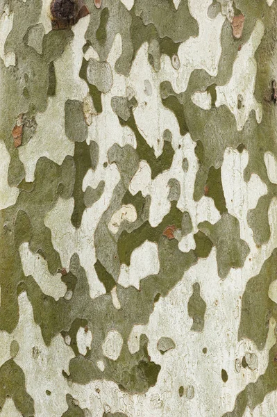 Detalj Barken Platan Platanus Acerifolia — Stockfoto
