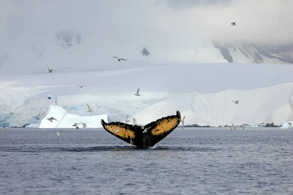 Coda Megattera Mostrando Immersione Penisola Antartica — Foto Stock